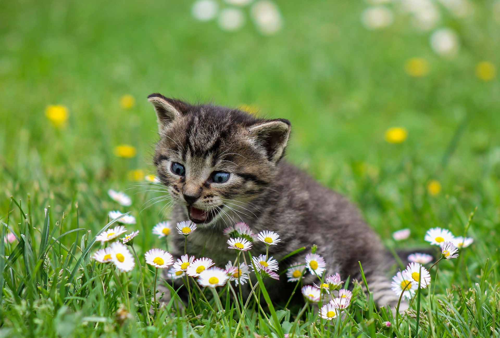 kitty-g8c575a000_1920
